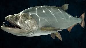 vampire fish|Vampire Fish: Characteristics,types, habitat and more.